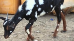 Северная Эфиопия.Вперед в прошлое.