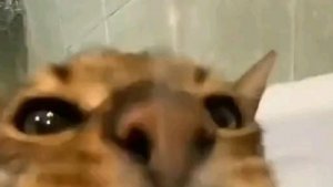 Итодори и тодо против махито