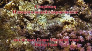 4. Скорпена Плоскоголовый скорпенопсис под музыку Генри Манчини тема Питер Ганн HD