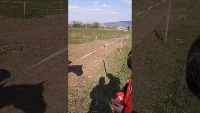 Лошадка любит морковку. Ребенок кормит лошадку.