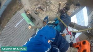 Каково быть арбористом. Ощутите своими глазами