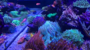 Marine aquatics in store 600 gallon display tank