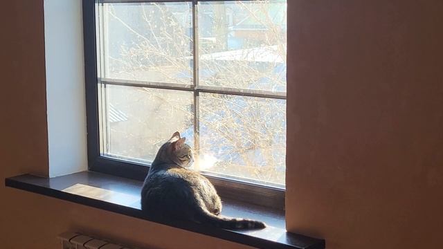 Кот и окно  Cat and window смотреть онлайн