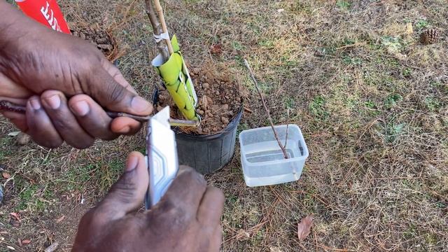 2 Methods For propagating Fruit Tree Cuttings: Apples And Pears.