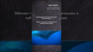 Скат-манта: Удивительные подробности #shorts