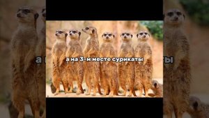#животные #экзотические #сурикаты #красныепанды