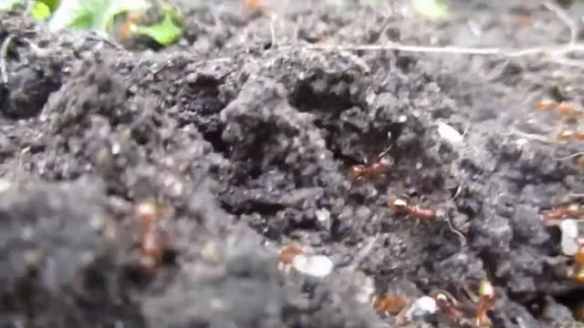 Красные муравьи.3-е июля 2017 года. смотреть онлайн