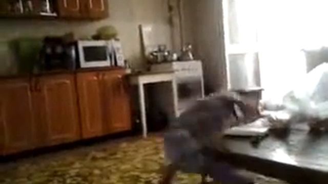 ето   моя    подруга    ангелина    аеробика смотреть онлайн