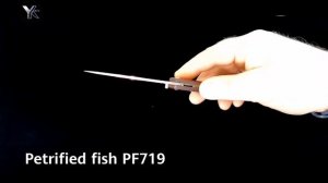 Petrified fish PF719