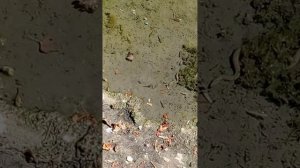 🔰Как охотиться гадюка🐍