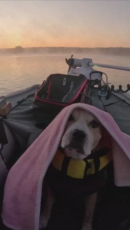 #shorts Рыбалка на Рыбинском  водохранилище (море).