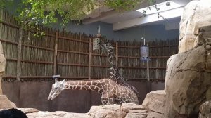 Американский бесплатный зоопарк Линкольн-парка в Чикаго. Лучший зоопарк из тех, в которых я был.