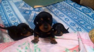 Первый помет,Сони.№ 4.The first litter,Sony no. 4