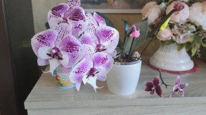 Орхидея фаленопсис биглип Charming Angelina и ароматная Cocodoro (Жозефина).