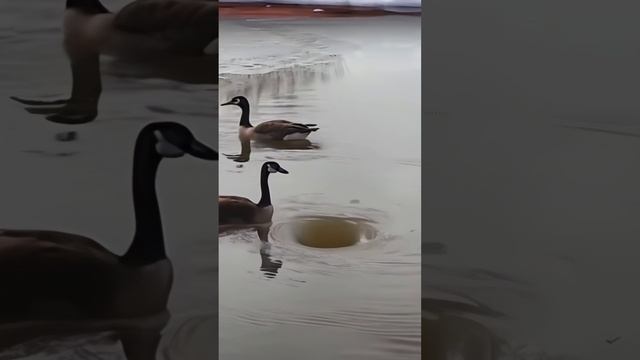 Водоворот и утки смотреть онлайн