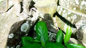 Rolls Royce Break my heart !! Cruel boss fight adorable David seriously till mum can't help