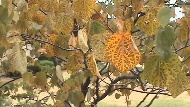 Midland College landscape with Sony DCR-HC62 смотреть онлайн