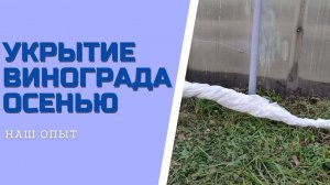 УКРЫТИЕ ВИНОГРАДА ОСЕНЬЮ на зиму в Подмосковье