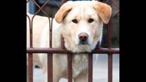 Some Easy and Inexpensive Fencing Ideas for Dogs of All Sizes