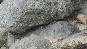 Крабики Пхукет krabs Phuket