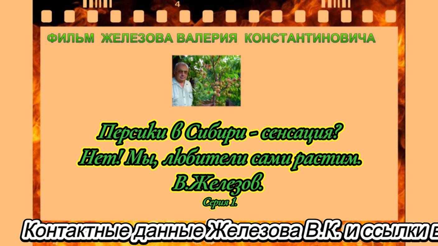 Персики в Сибири - сенсация. Нет! Мы, любители сами растим. В.Железов.  Серия 1.