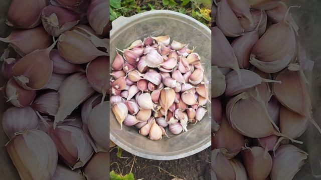 13.10.2024 / Сажаю лук🧅 и чеснок🧄 под зиму