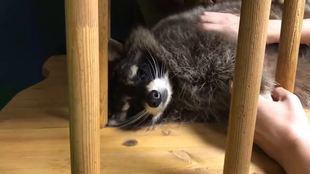 енот Персик получает убаюкивающий массаж смотреть онлайн