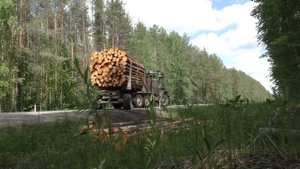 Вывозка леса по горбылю. Урал лесовоз.