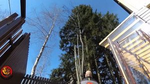 Как спилить высокое дерево на участке