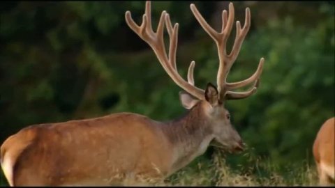 Ролик - Россия