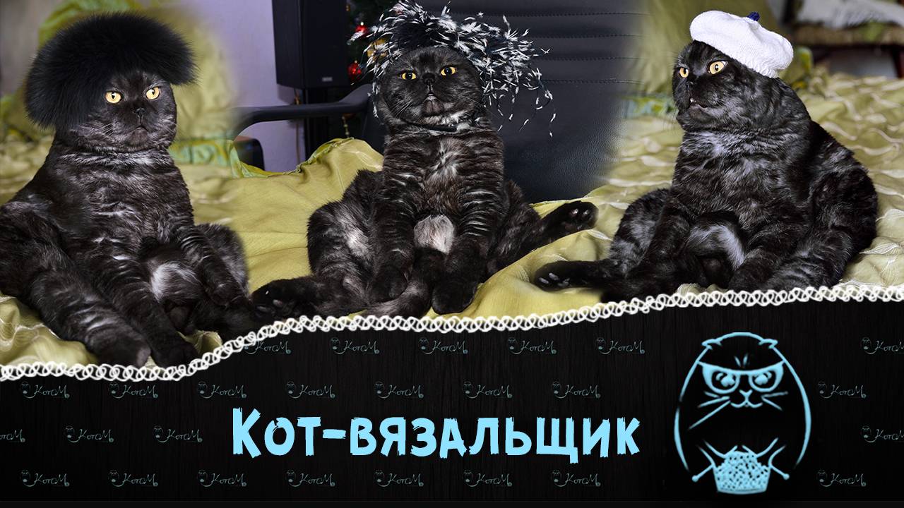 Приколы с котом | Первый в мире КОТ - вязальщик! Основатель бренда "Котом" 🐾