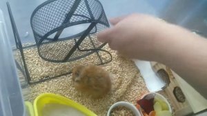 Обзор покупок для хомяков. / Обустройство контейнера. / Заселение наших хомячков.