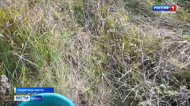 В Крыму стартовал сезон тихой охоты: как собирать только безопасные грибы
