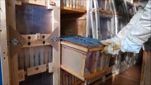 пчелопавильон "Берендей 1" заселяется пчелами и отправляется в чеховский район