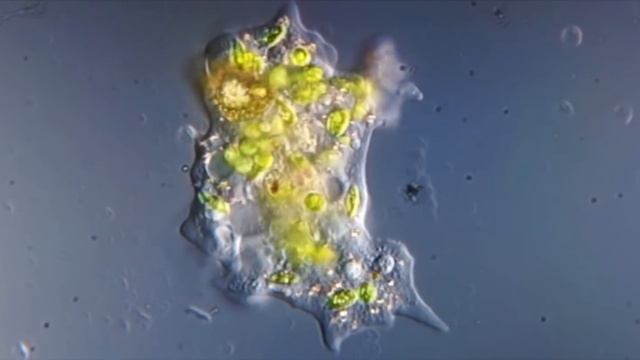 Does Intelligent Design Exist in Nature? - Dr. Paul Nelson смотреть онлайн