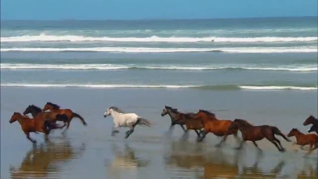 Windows 7 Sample Videos the Running Horses