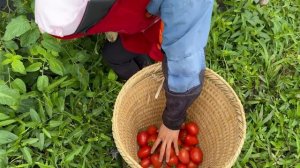 17 Year Old Single Mother Picking tomatoes at the end of the season to sell | Ly Hong Ca