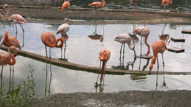 MOSCOW ZOO PART 1. FLAMINGO FEEDING 4К