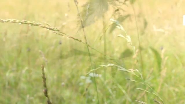 Tilopa "Don't try to figure anything out" смотреть онлайн