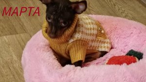 Щенок русского тоя Марта| 3 месяца| Первый день дома