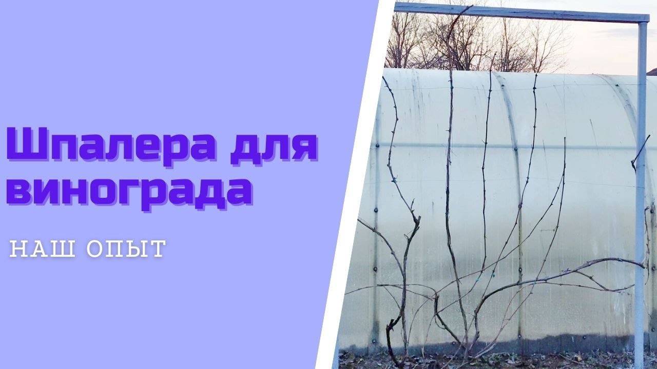 Шпалера Для Винограда Своими Руками Подвязываем Виноград На Опору