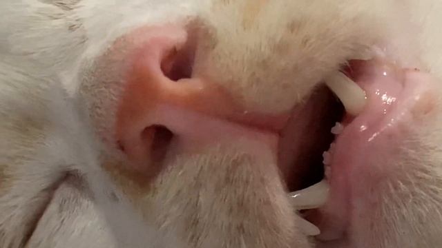 Moody cat snores while sleeping [Toyen] смотреть онлайн