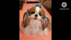 Смешные и странные прически собак