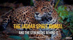 The Jaguar Spirit Animal And The Strengths Behind It