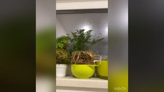 Кокедама в ванной. смотреть онлайн