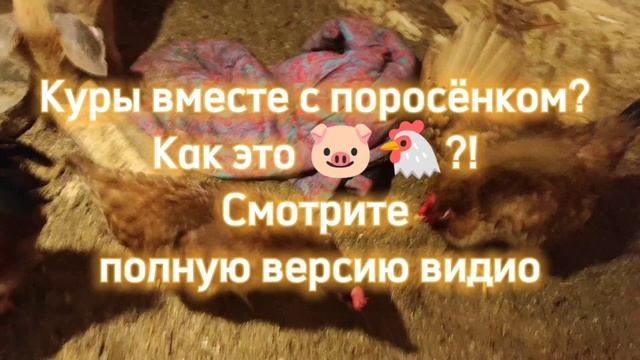 Куры🐔 вместе с поросёнком🐷?! Как это??? 
#куры#поросенок#содержаниекур#кормлениепоросенка#