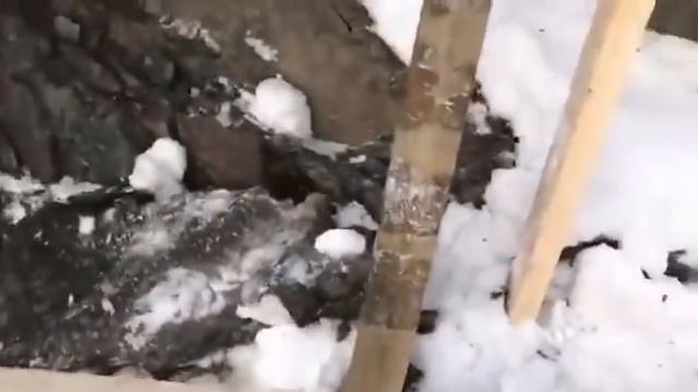 Создатель "Долины зайцев" в Карелии нашел "берлогу" божьих коровок смотреть онлайн