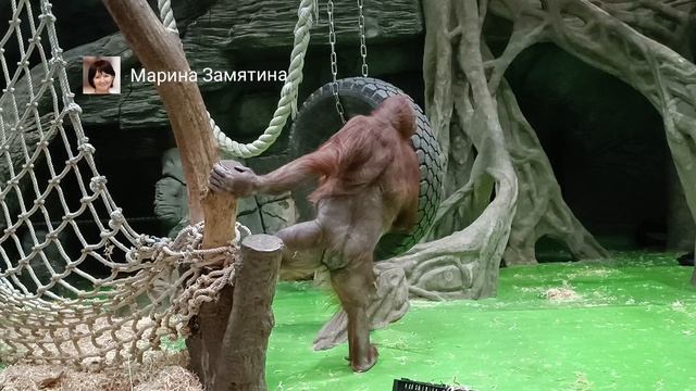 Сынок Джелай хочет поиграть с папой Джентоном.