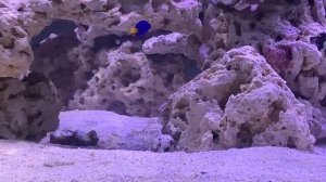 600 Gallon Reef Tank progress tour enjoy and relax