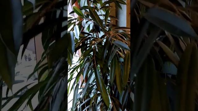 Легендарный дом Зингера, в советское время Дом Книги ❤️ #петербург
